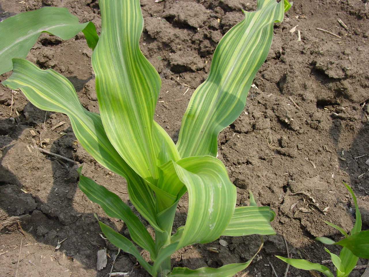 Zinc deficiency in corn. White to yellow bands begin at the base of the leaf with the midrib and leaf margins remaining green.