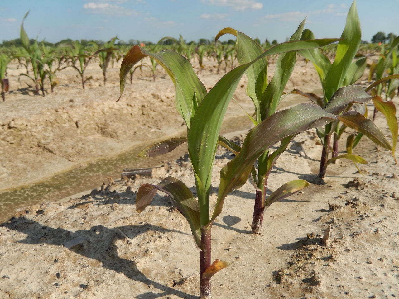 Phosphorus (P) Deficiency in Corn