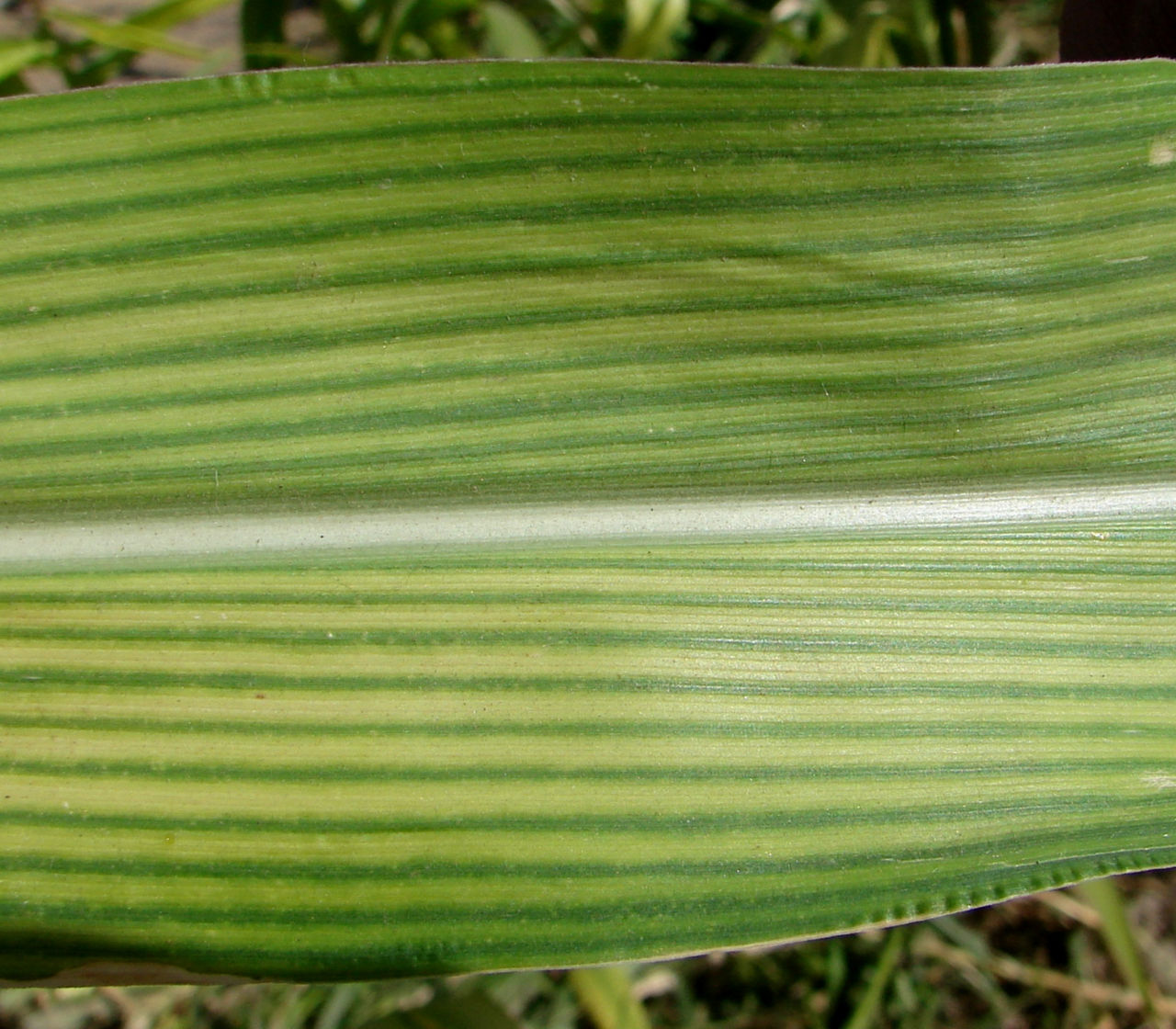 Iron (Fe) deficiency in corn. Photo courtesy of the International Plant Nutrition Institute (IPNI) and its IPNI Crop Nutrient Deficiency Image Collection, M.K. Sharma and P. Kumar. 