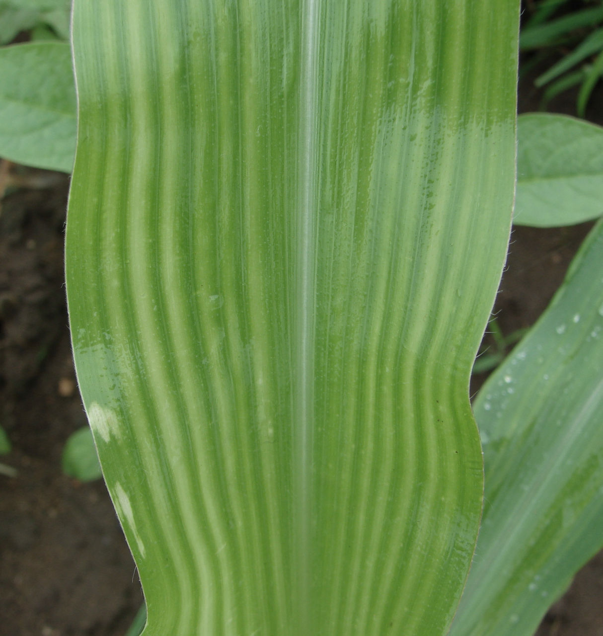 Manganese (Mn) deficiency in corn. Photo courtesy of the International Plant Nutrition Institute (IPNI) and its IPNI Crop Nutrient Deficiency Image Collection, M.K. Sharma and P. Kumar. 