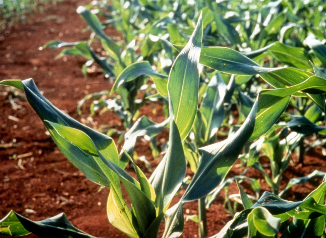 Copper (Cu) Deficiency in Corn.