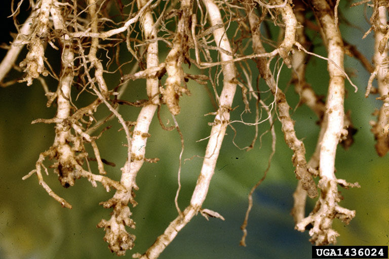  Root-knot nematode damage on corn roots