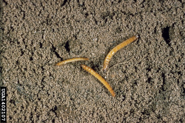 Wireworms in soil