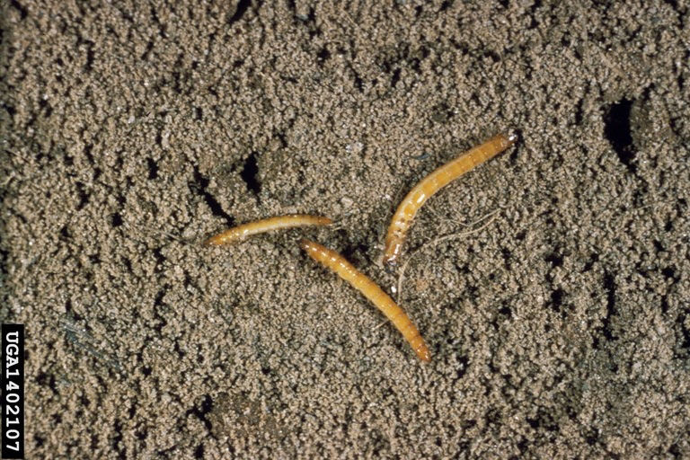 Figure 3. Wireworms in soil.    Photo courtesy of R.J Reynolds Tobacco Company Slide Set, R.J. Reynolds Tobacco Company, Bugwood.org 