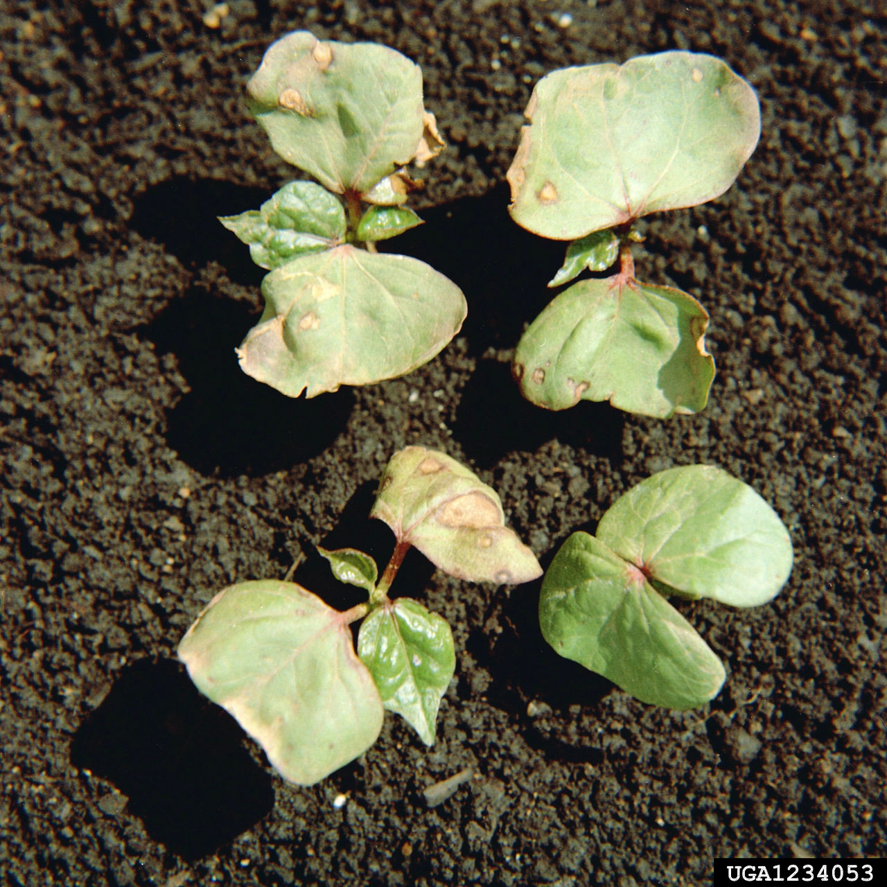 Ascochyta blight of cotton