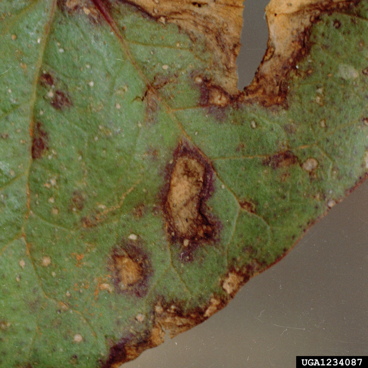 Figure 5. Symptoms of Ascochyta blight. Photo courtesy of Clemson University – USDA Cooperative Extension Slide Series, Bugwood.org. 