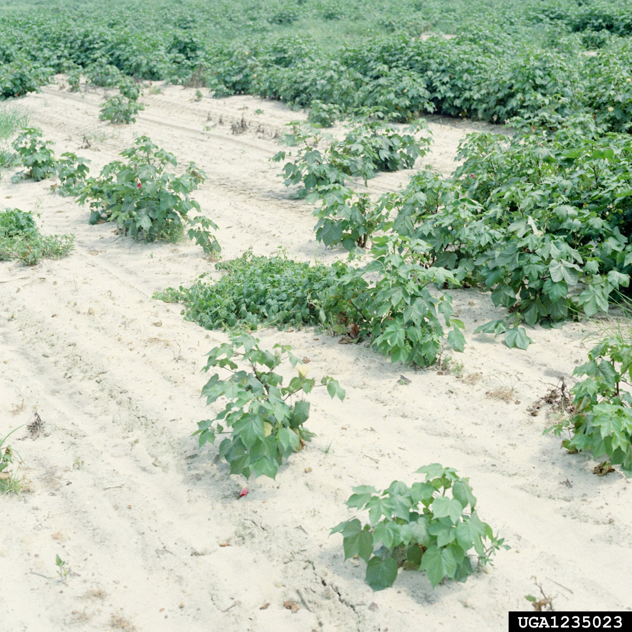 Spotty area of a cotton field due to sting nematode.