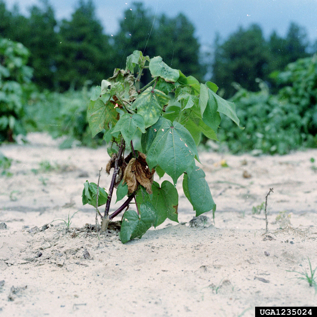 Sting Nematode Cotton Plant