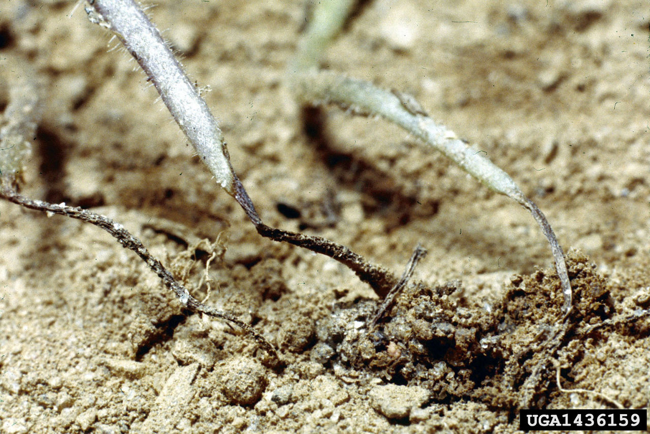 Figure 3. Seedlings infected with Pythium spp. Photo courtesy of Clemson University – USDA Cooperative Extension Slide Series, Bugwood.org.