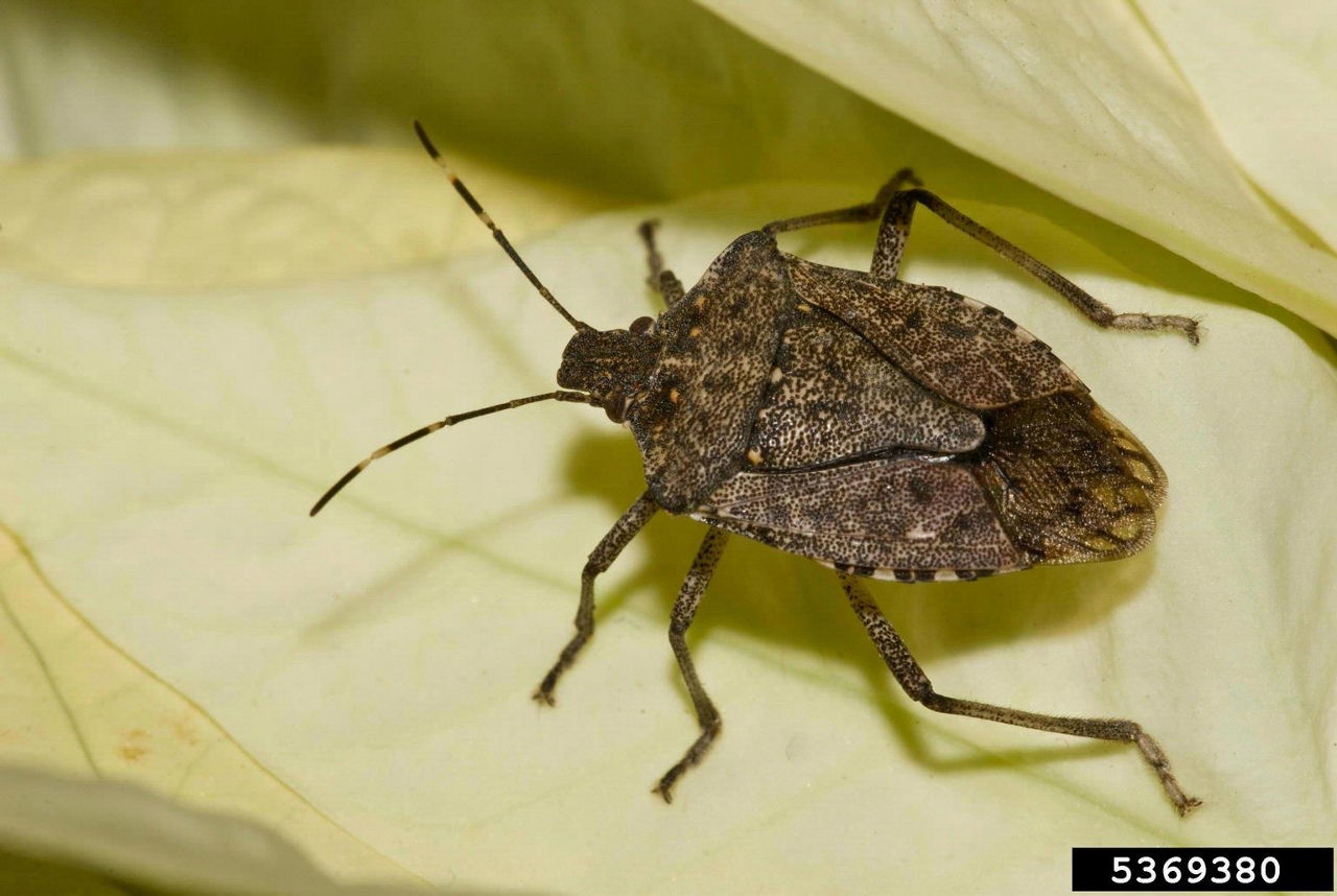 Brown marmorated stink bug adult. Photo by Susan Ellis, Buwood.org 