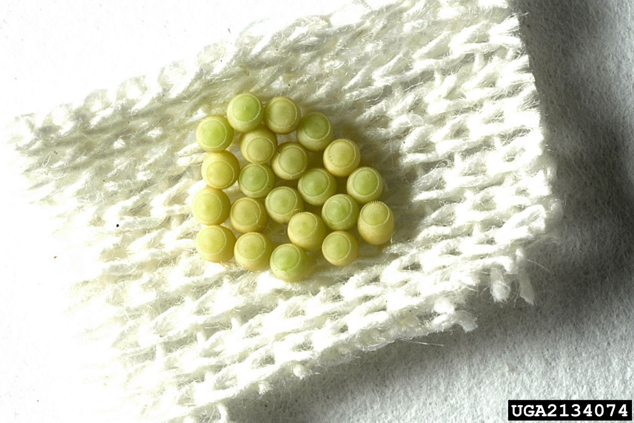 Figure 5. Green stink bug egg mass, Herb Pilcher, USDA Agricultural Research Service, Bugwood.org. 