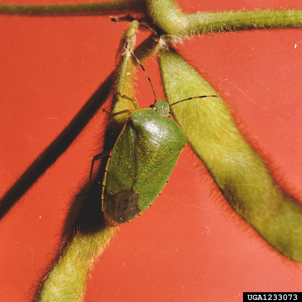 Green stink bug. Picture courtesy of Clemson University - USDA Cooperative Extension Slide Series, Bugwood.org. 