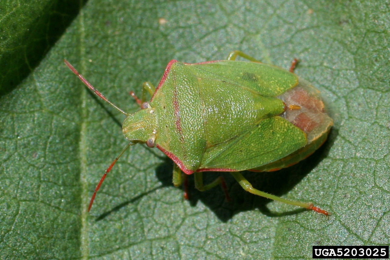 Figure 3. Red shouldered stink bug, Russ Ottens, University of Georgia, Bugwood.org. 