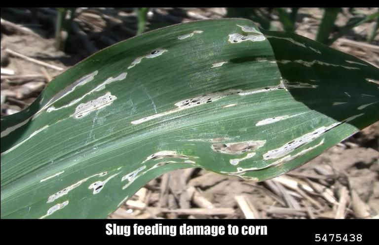 Window-pane leaf damage