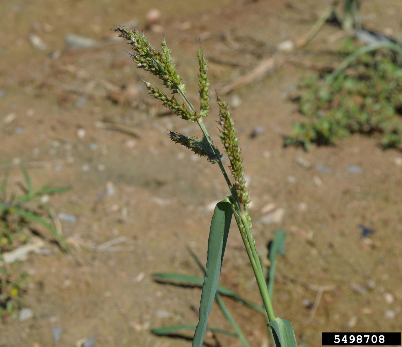 Barnyardgrass seed head