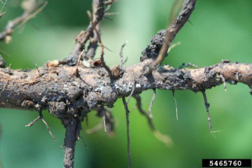 Figure 3. Roots of sudden death syndrome-infected soybean plants may have fungal growth caused by Fusarium virguliforme, the causal fungus. Picture courtesy of Daren Mueller, Iowa State University, Bugwood.org.
