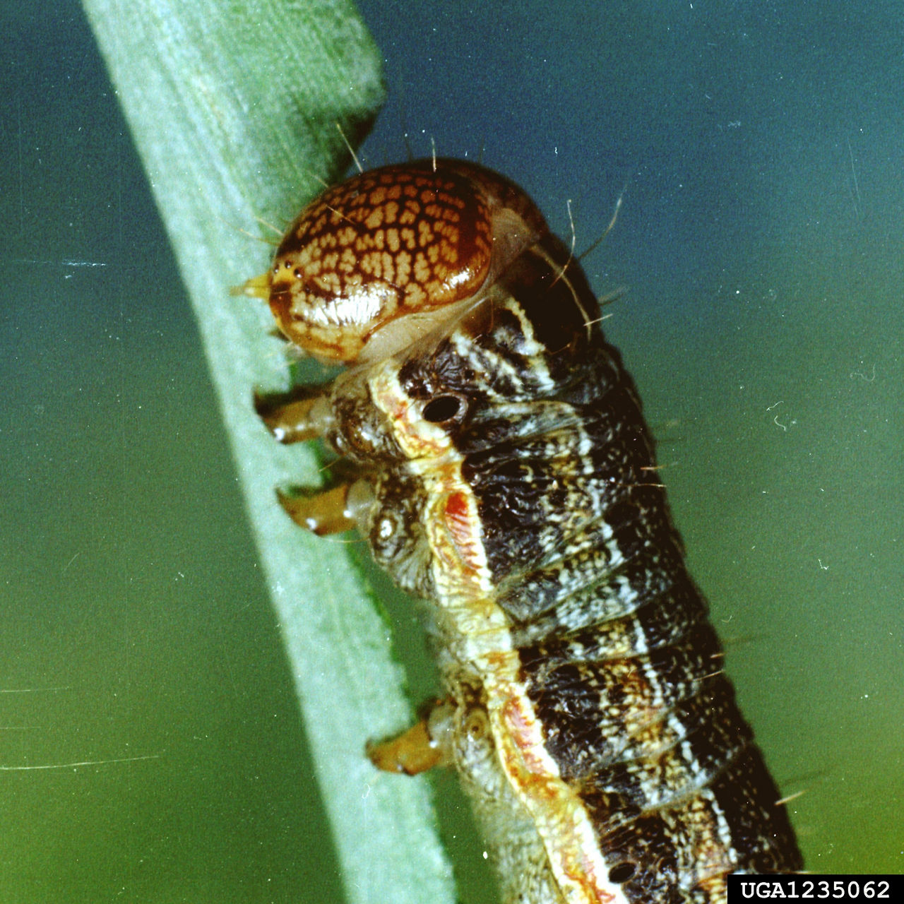 Fall armyworm