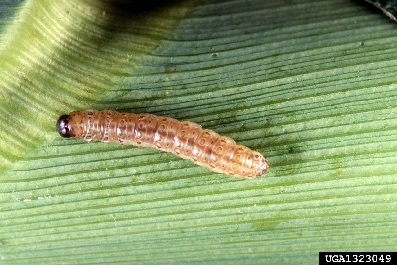 European corn borer