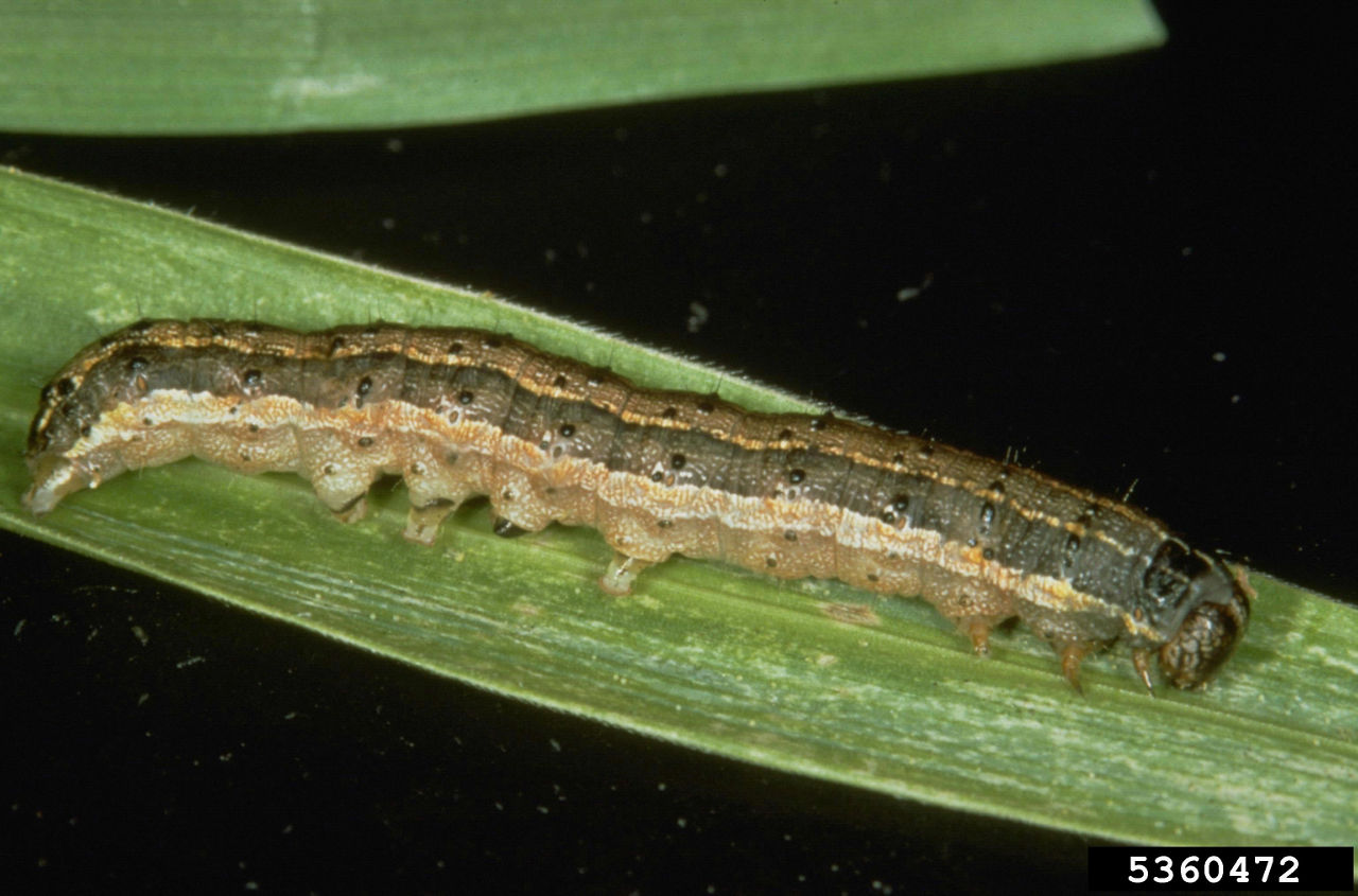 Figure 6. Fall Armyworm. Picture courtesy of Frank Peairs, Colorado State University, Bugwood.org. 