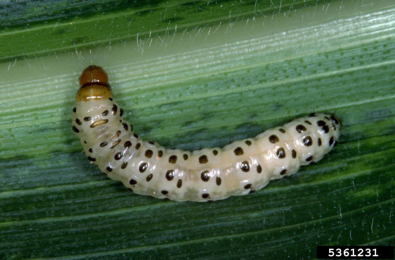Southern corn stalk borer larva
