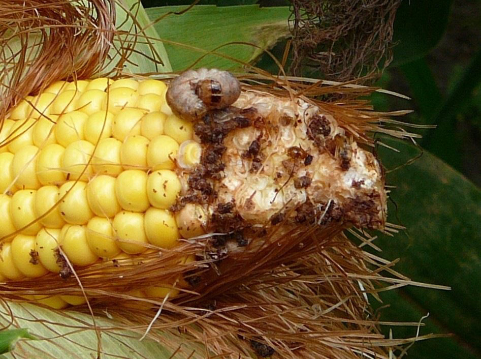 Western bean cutworm image