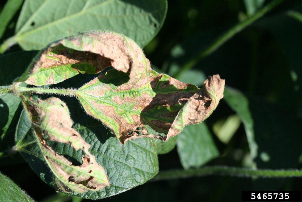 Sclerotinia Stem Rot (White Mold) Leaf