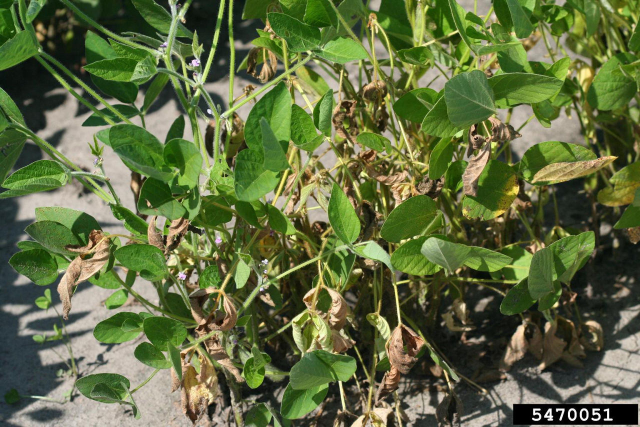 Fusarium seedling blight in soybean