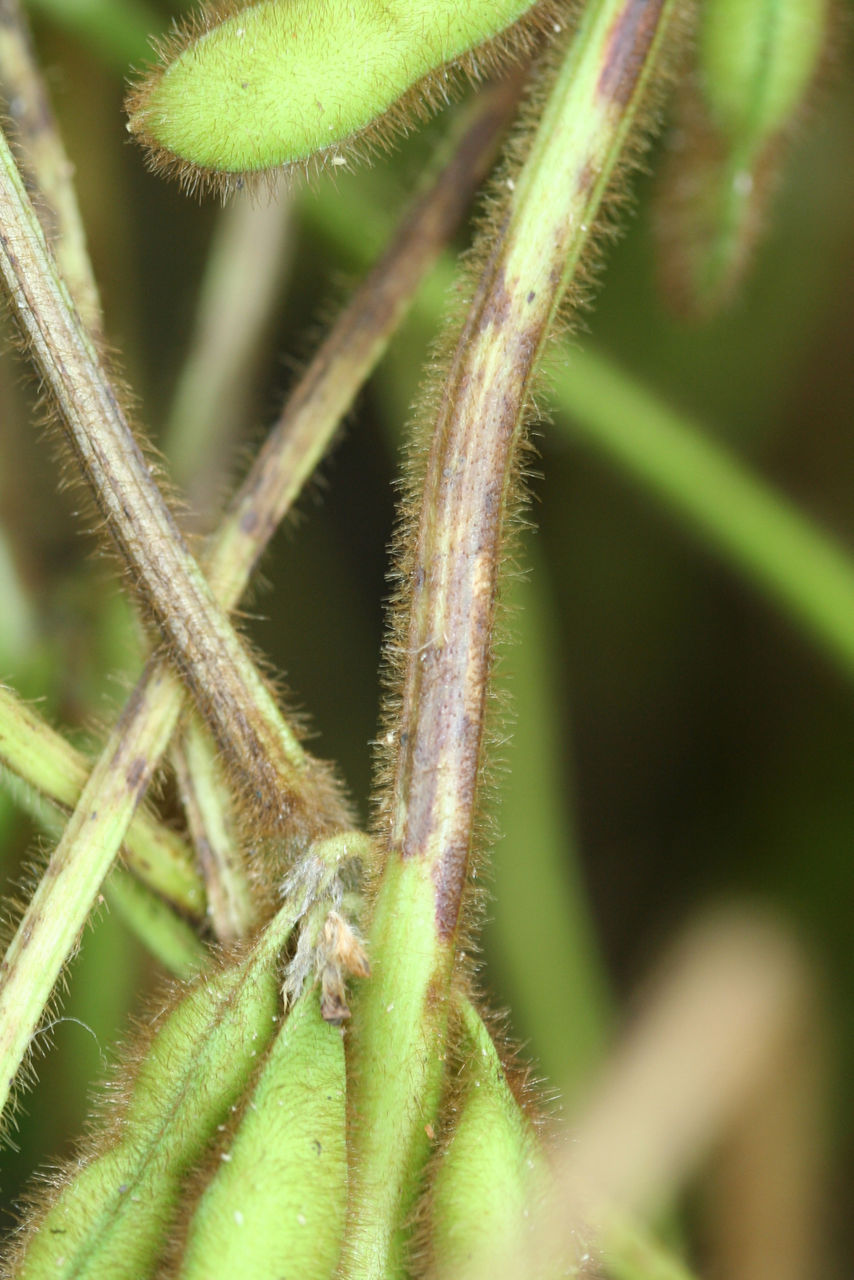 Anthracnose in soybean prior to harvest. 