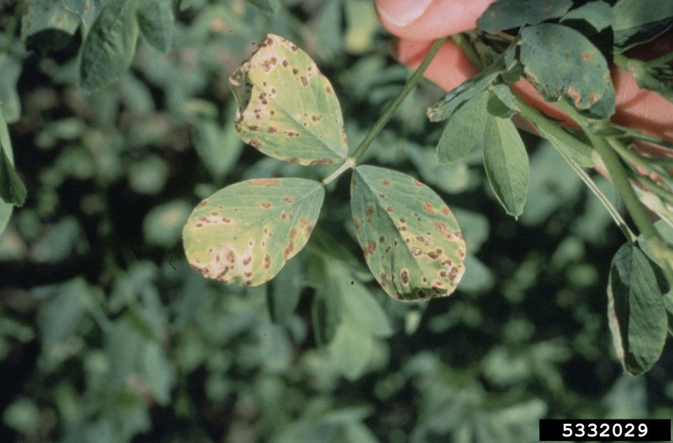 Figure 1. Common leaf spot of alfalfa. Photo courtesy of Erik Stromberg, Virginia Polytechnic Institute and State University, Bugwood.org