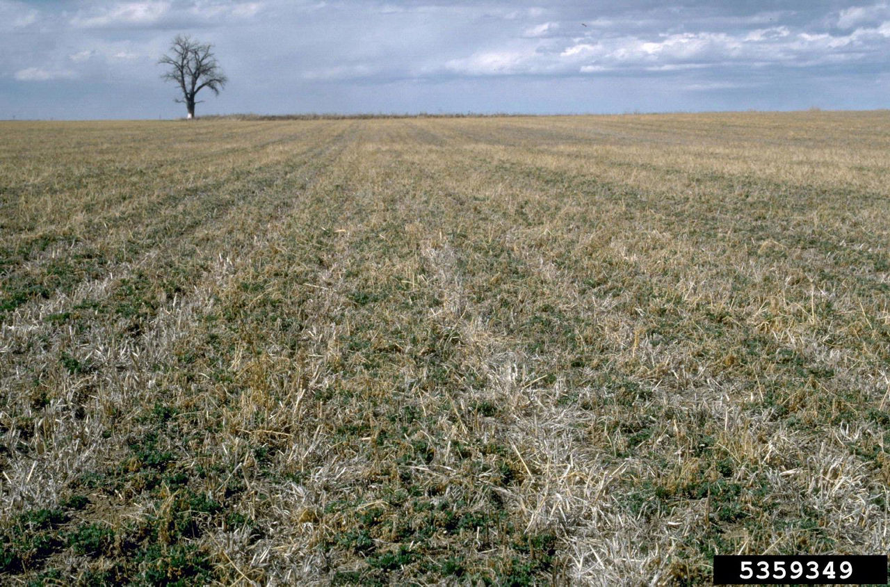 Figure 1. Alfalfa field breaking dormancy in the spring. 