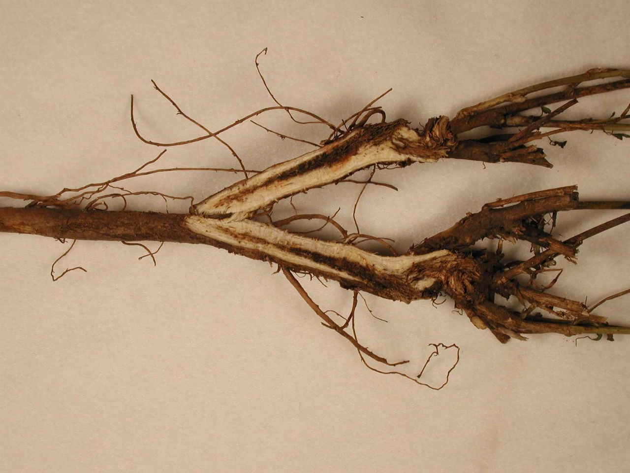 Decayed root tissue caused by Mycoleptodiscus Crown and Root Rot.
