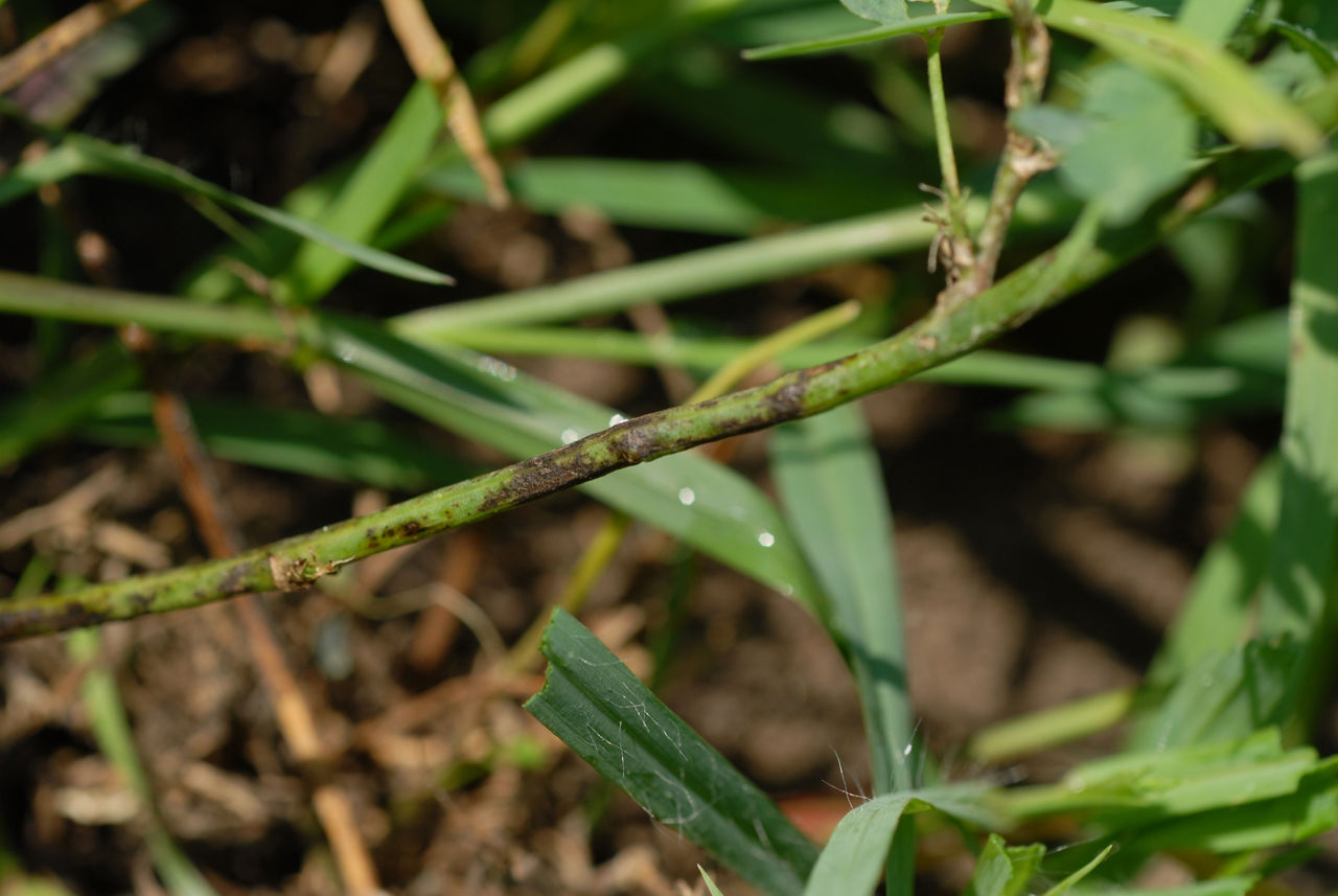 Stem discoloration caused by Spring Black Stem and Leaf Spot.