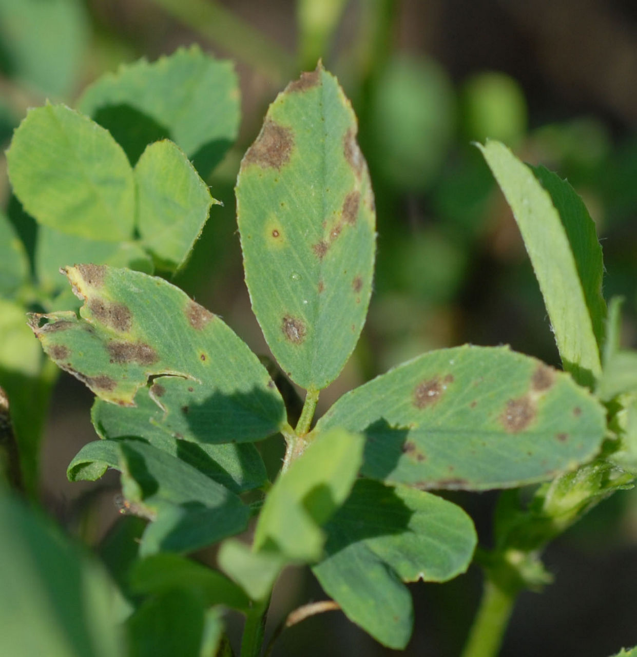 Summer black stem and leaf spot. Picture courtesy of and used with the permission of Dr. Stephen Wegulo, University of Nebraska-Lincoln.