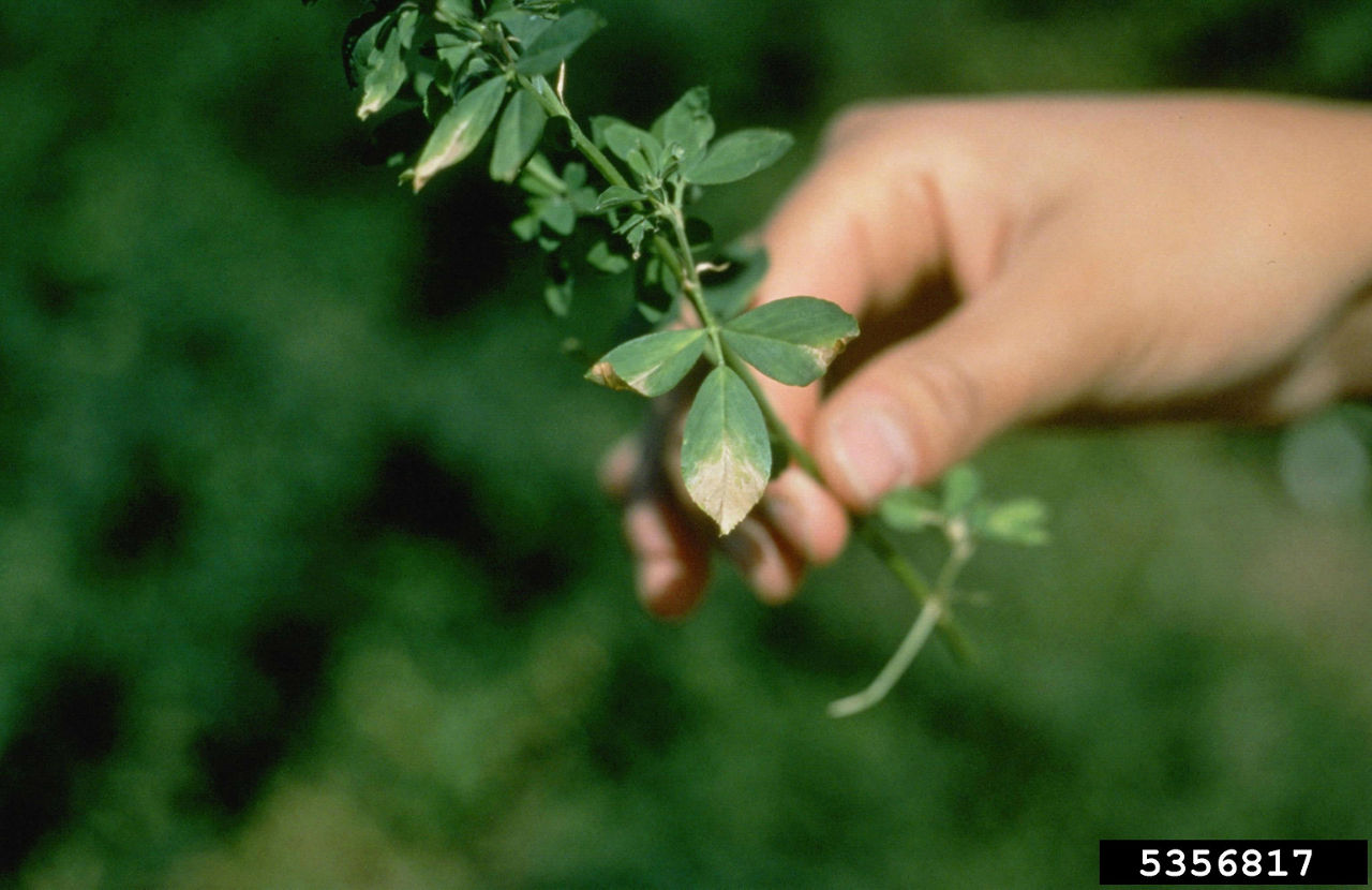 Verticillium Wilt