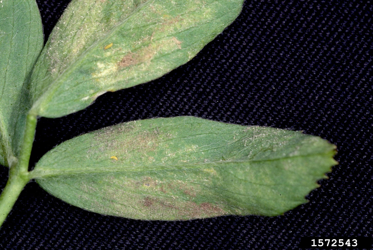Downy mildew on lower leaf surface. 