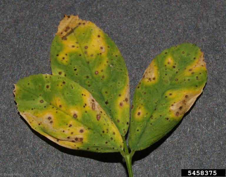 Leptosphaerulina Leaf Spot. (Pepper Leaf Spot) 
