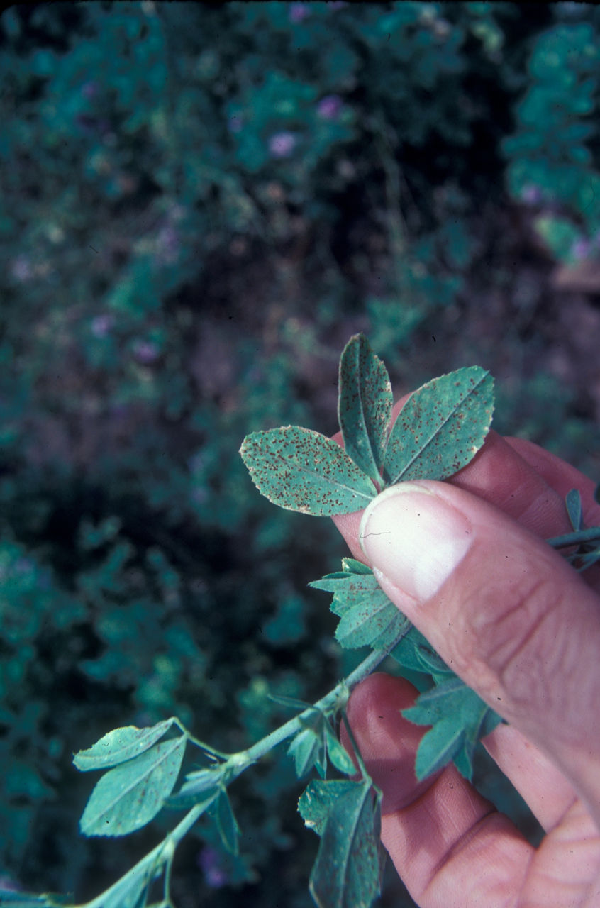Rust pustules on upper and lower alfalfa leaf surfaces.