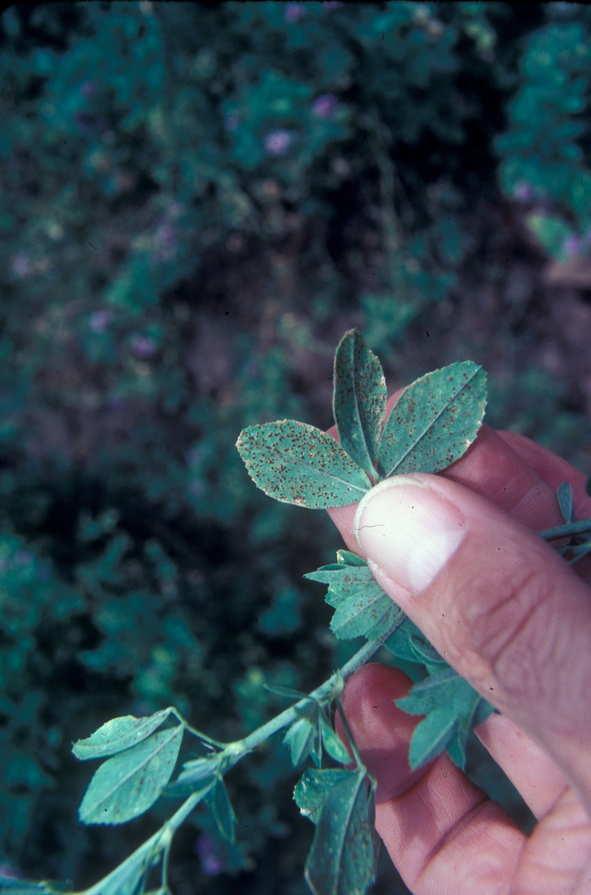 Early Management of Gray Mold & Anthracnose - Alabama Cooperative