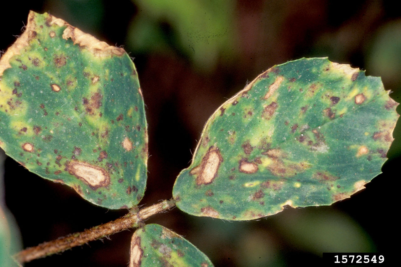 Stemphylium Leaf or Zonate Leaf Spot