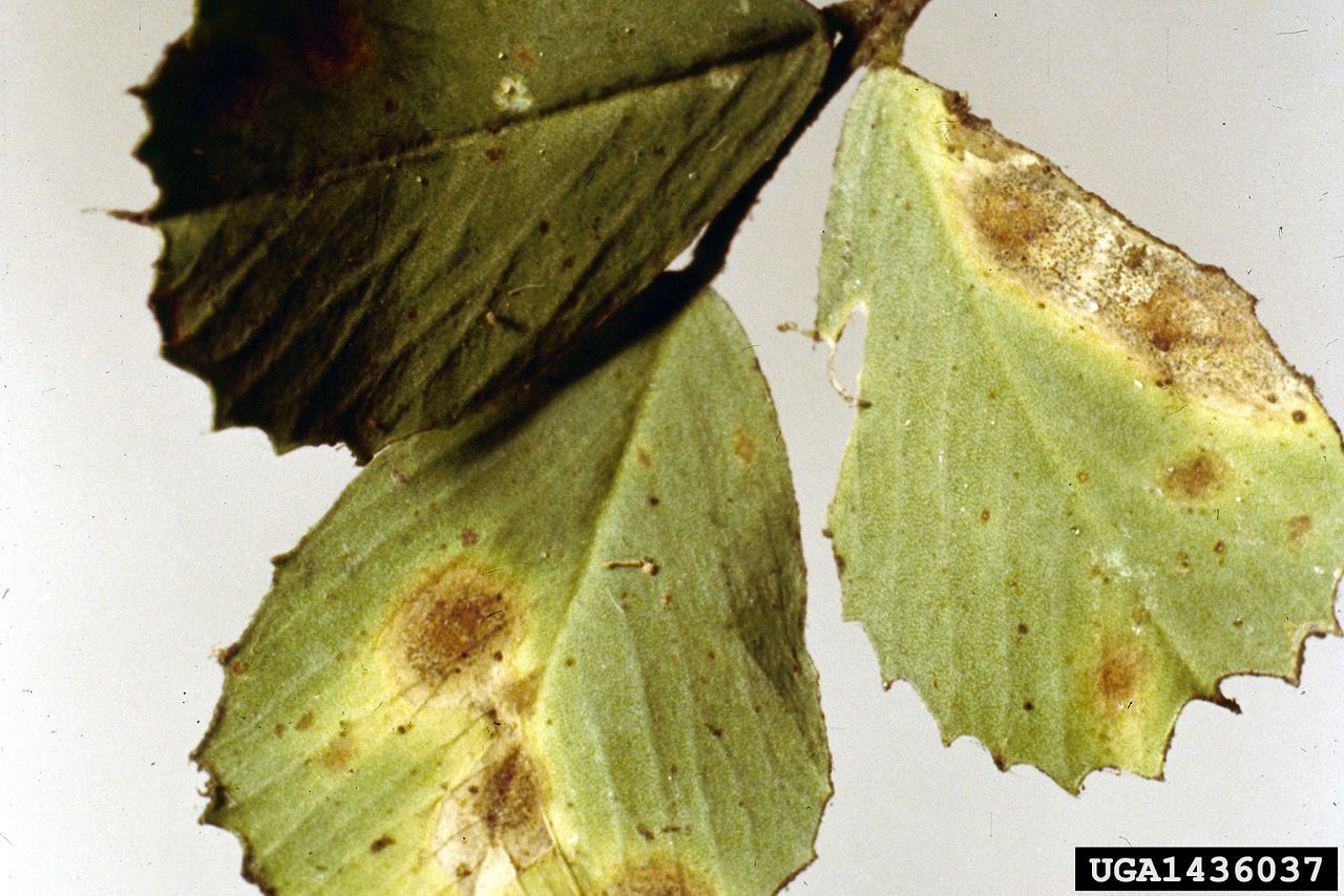 Yellow Leaf Blotch lesions on upper leaf surface.