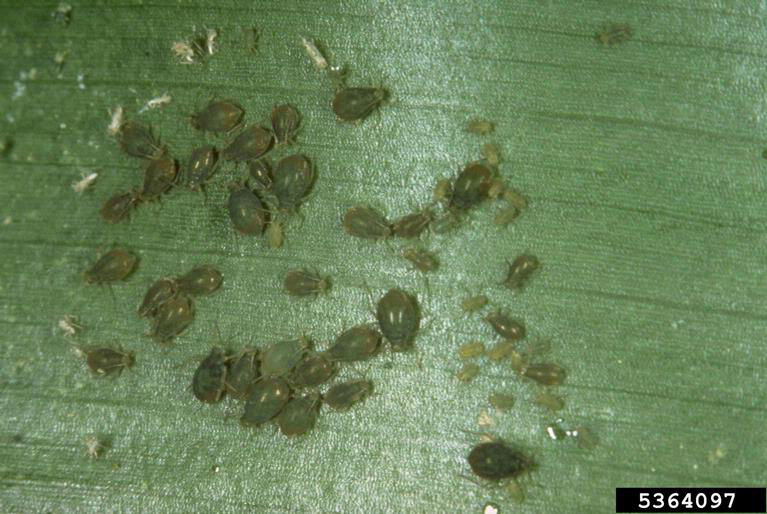 Figure 2. Bird cherry-oat aphid. 
