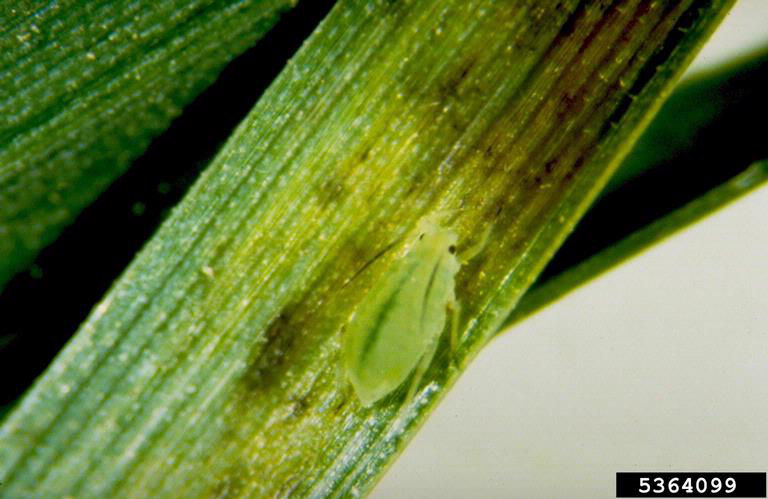 Greenbug