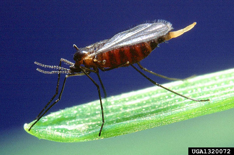 Hessian fly
