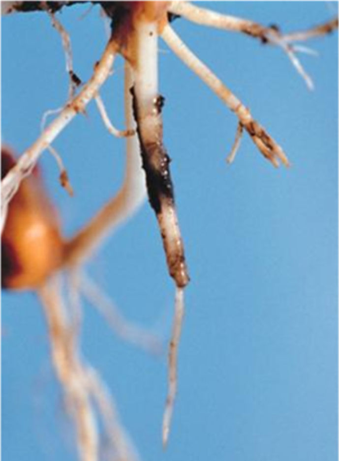 Pythium infected seedling with darkened mesocotyl. 