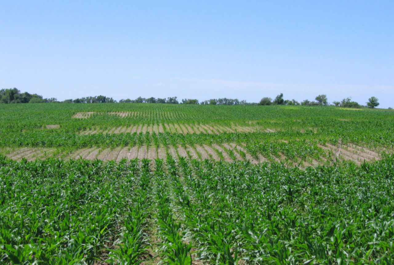 Figure 1. Severe nematode injury in a corn field. Photo credit: T. Jackson-Ziems, University of Nebraska. 