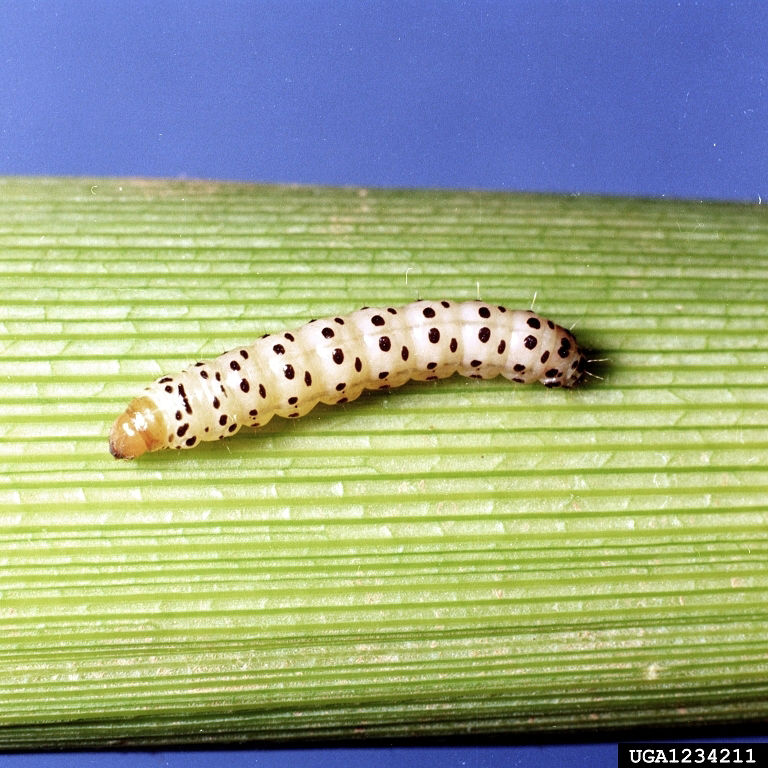 Southern corn stalk borer.   