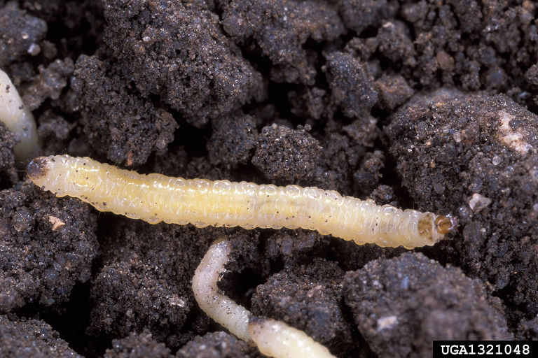 Corn rootworm larvae. Image courtesy of Scott Bauer, USDA Agricultural Research Service, Bugwood.org. 