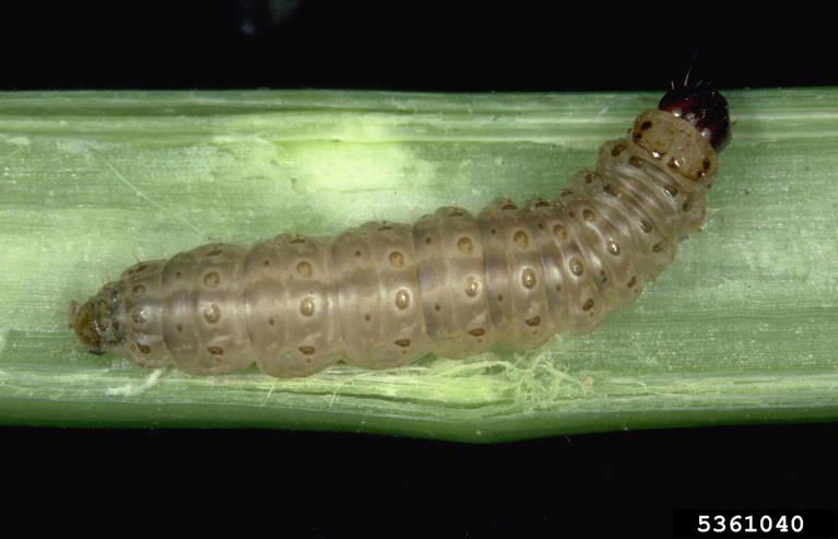 European corn borer. Image courtesy of Frank Peairs, Colorado State University, Bugwood.org. 