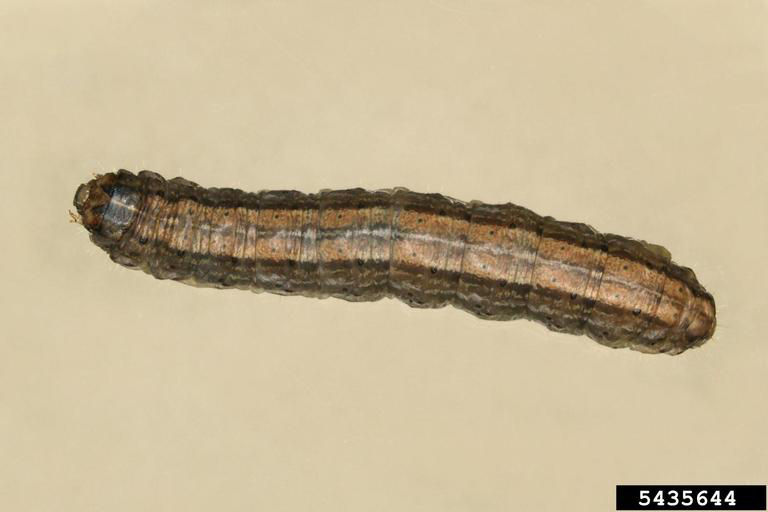 Claybacked cutworm.  