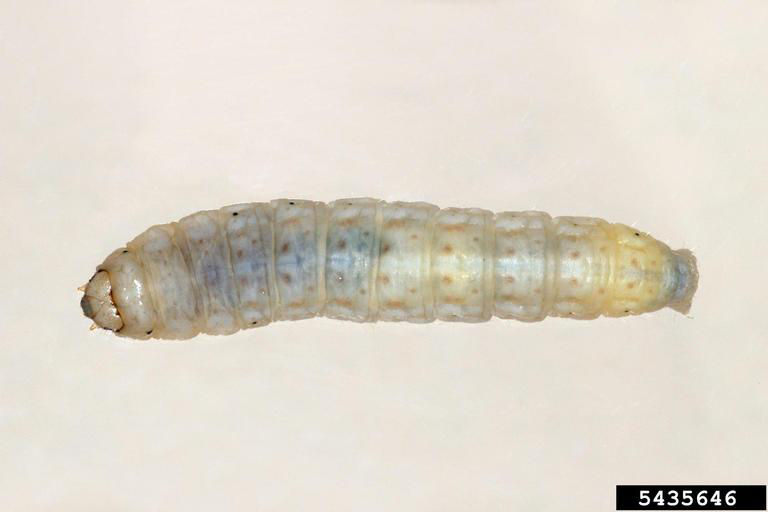 Sandhill cutworm